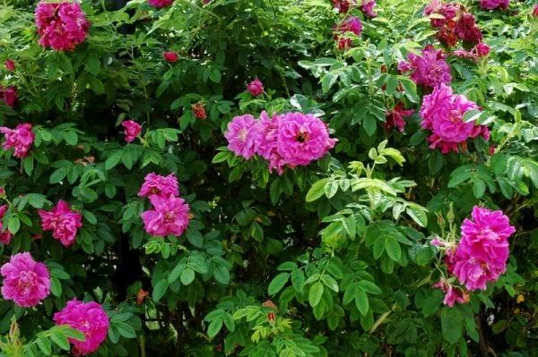 Rosa rugosa pompom perfume ® pivoine